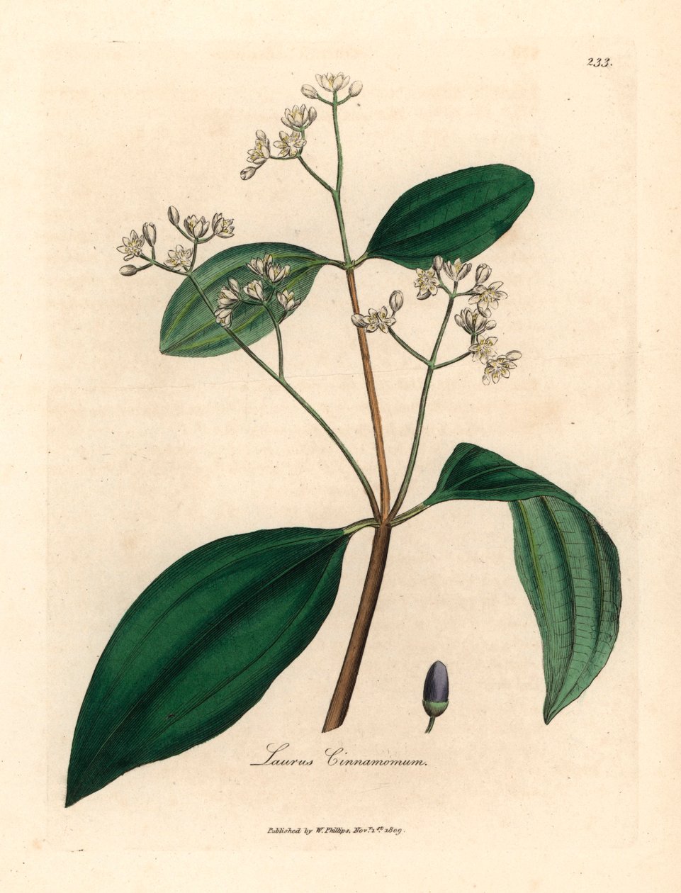 Albero di cannella, Laurus cinnamomum, da un