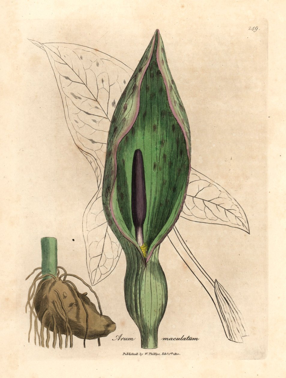 Arum comune, Arum maculatum, da un