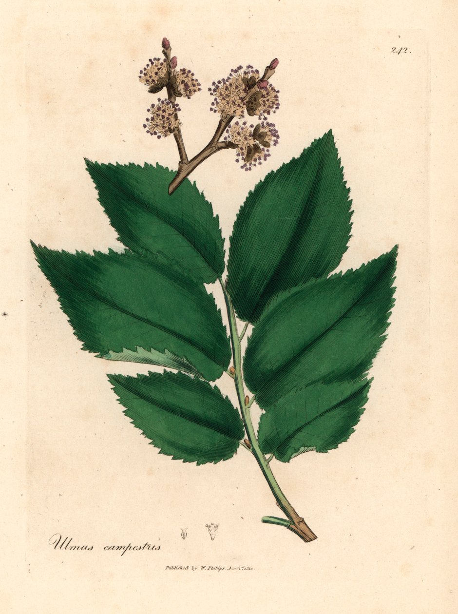 Olmo comune, Ulmus campestris, da un