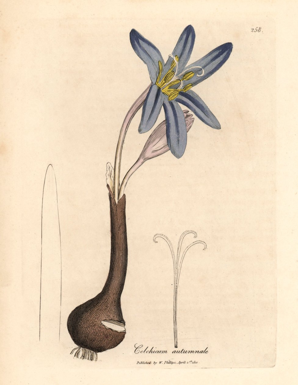 Colchico autunnale, Colchicum autumnale, da un