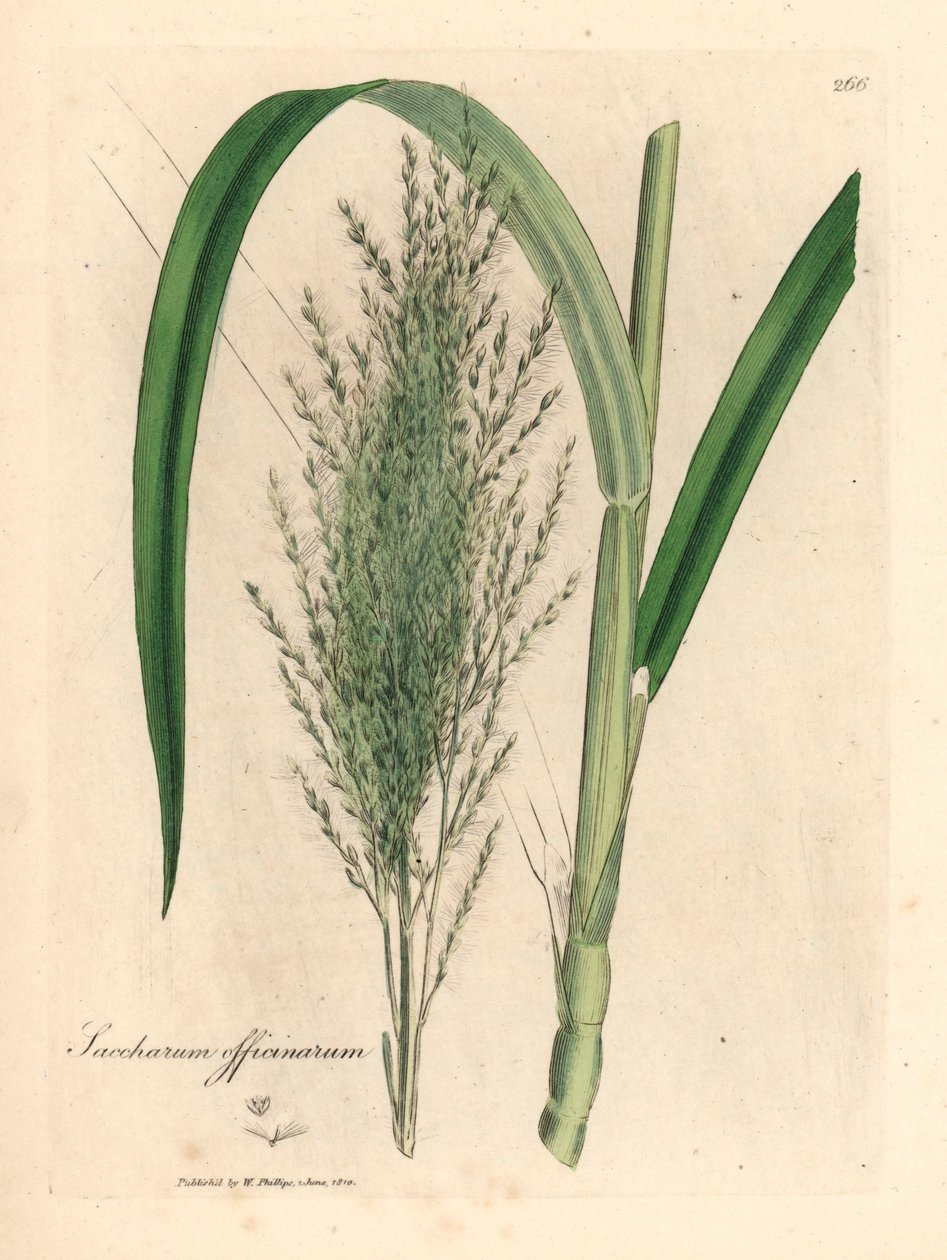 Canna da zucchero comune, Saccharum officinarum, da un