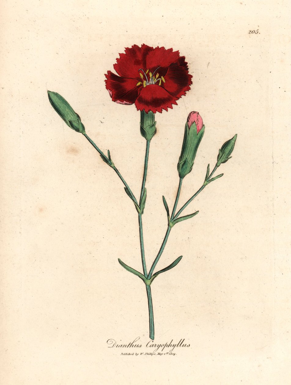 Garofano cremisi, garofano chiodato, Dianthus caryophyllus, da un