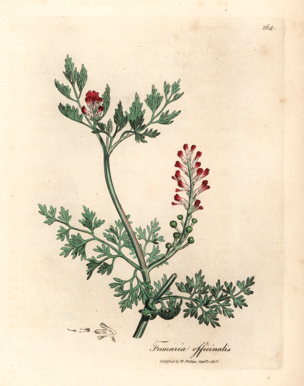 Fumaria dai fiori cremisi, Fumaria officinalis, da un