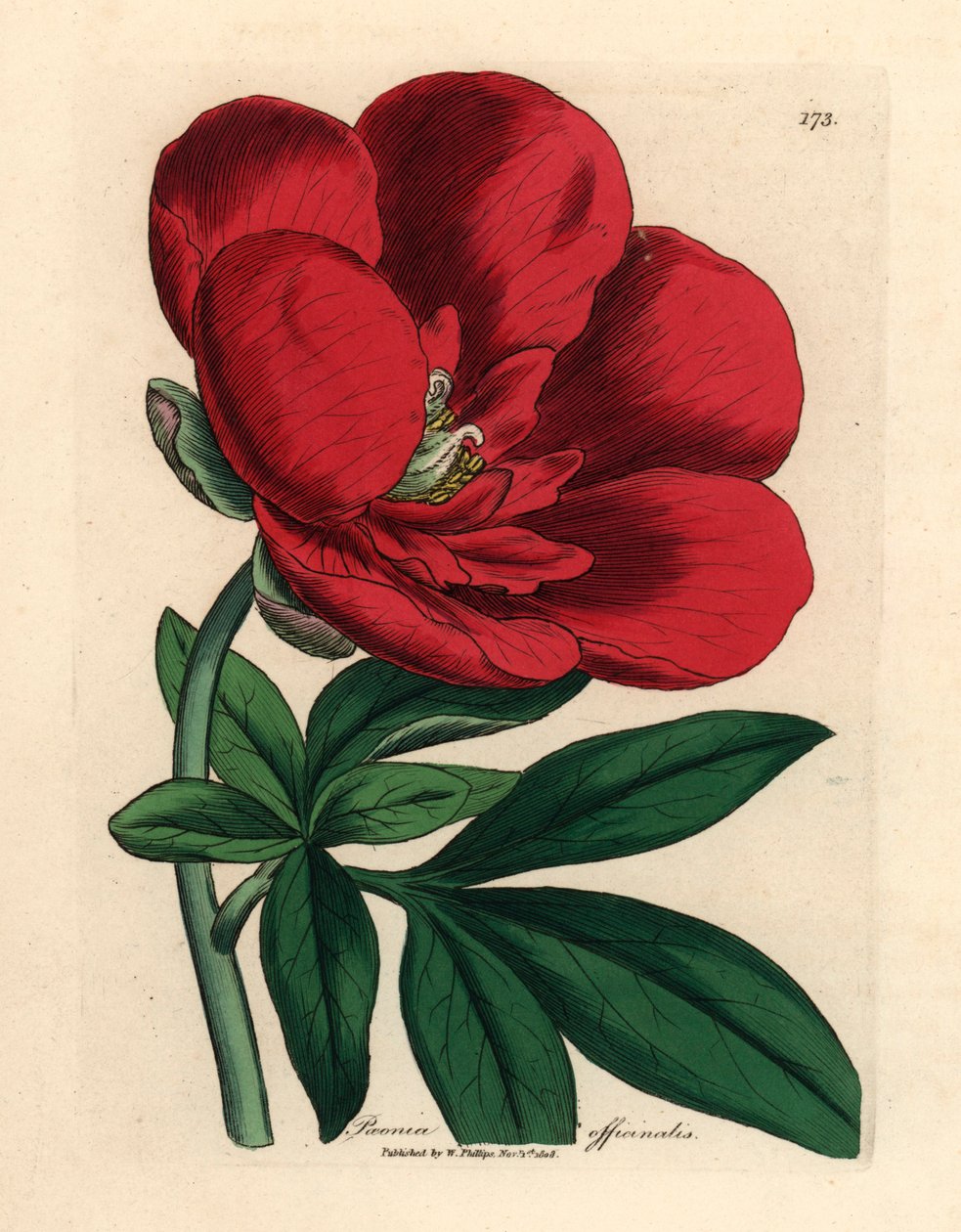 Peonia cremisi, Paeonia officinalis, da un