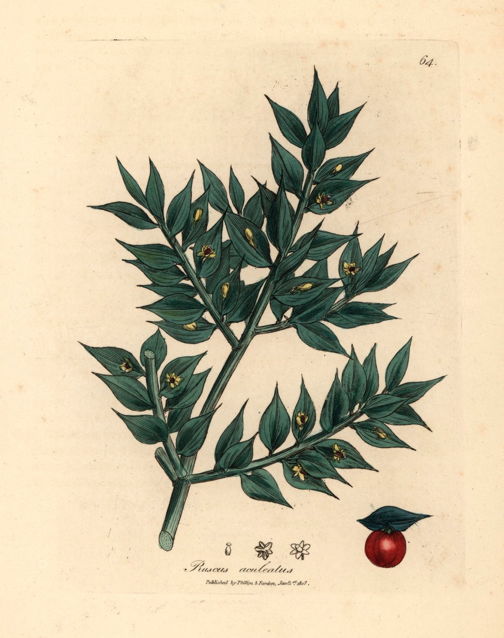 Pungitopo a fiore verde, Ruscus aculeatus, da un