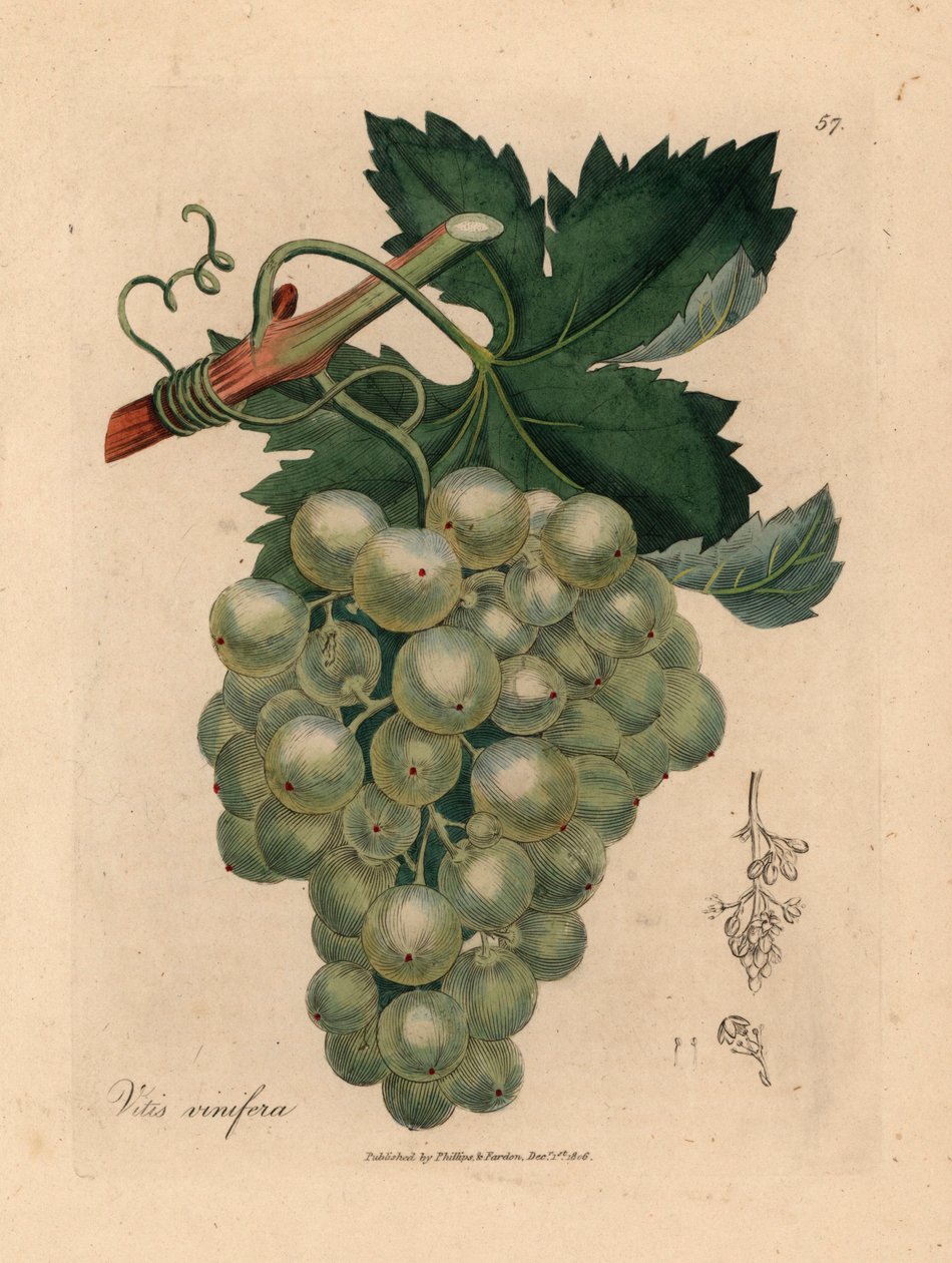 Uva verde, vite e foglie, Vitis vinifera, da un