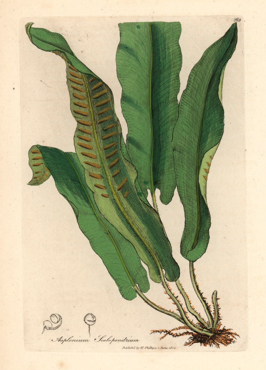 Felce lingua di cervo, Asplenium scolopendrium, da un
