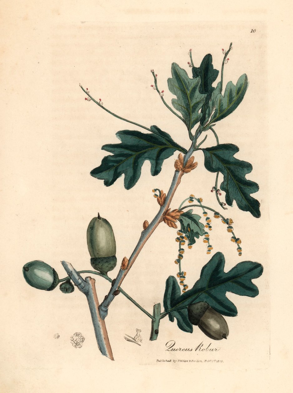 Foglie e ghiande della quercia comune, Quercus robur, da un