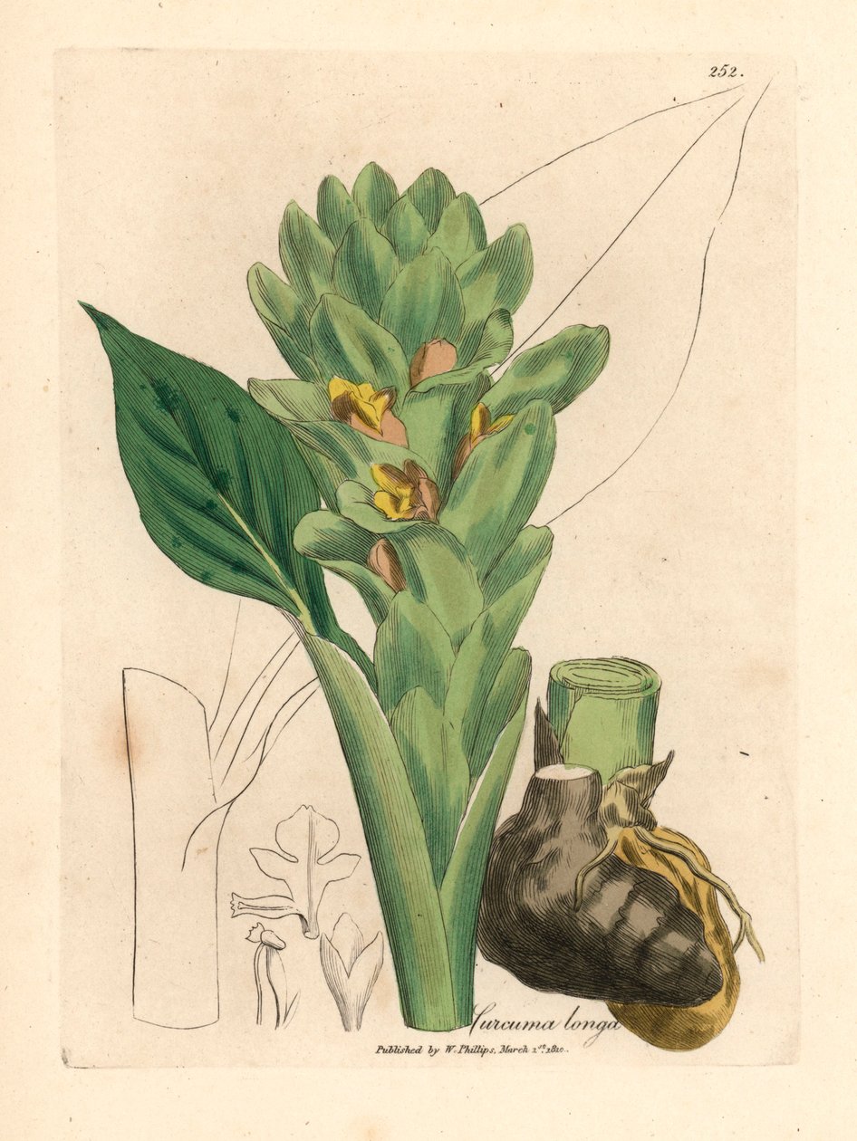 Curcuma a radice lunga, Curcuma longa, da un