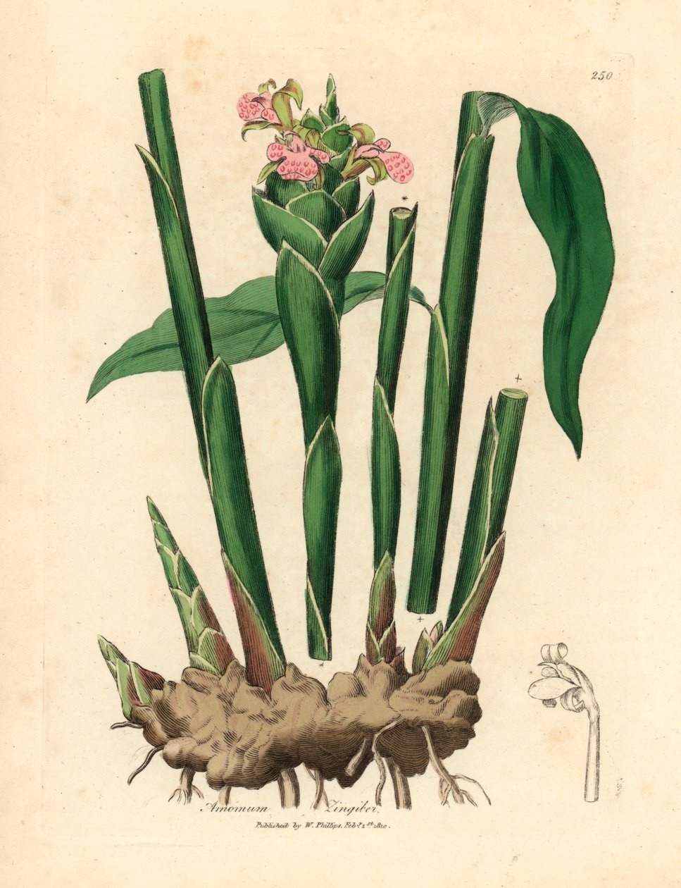 Zenzero a foglia stretta, Zingiber officinale, da un