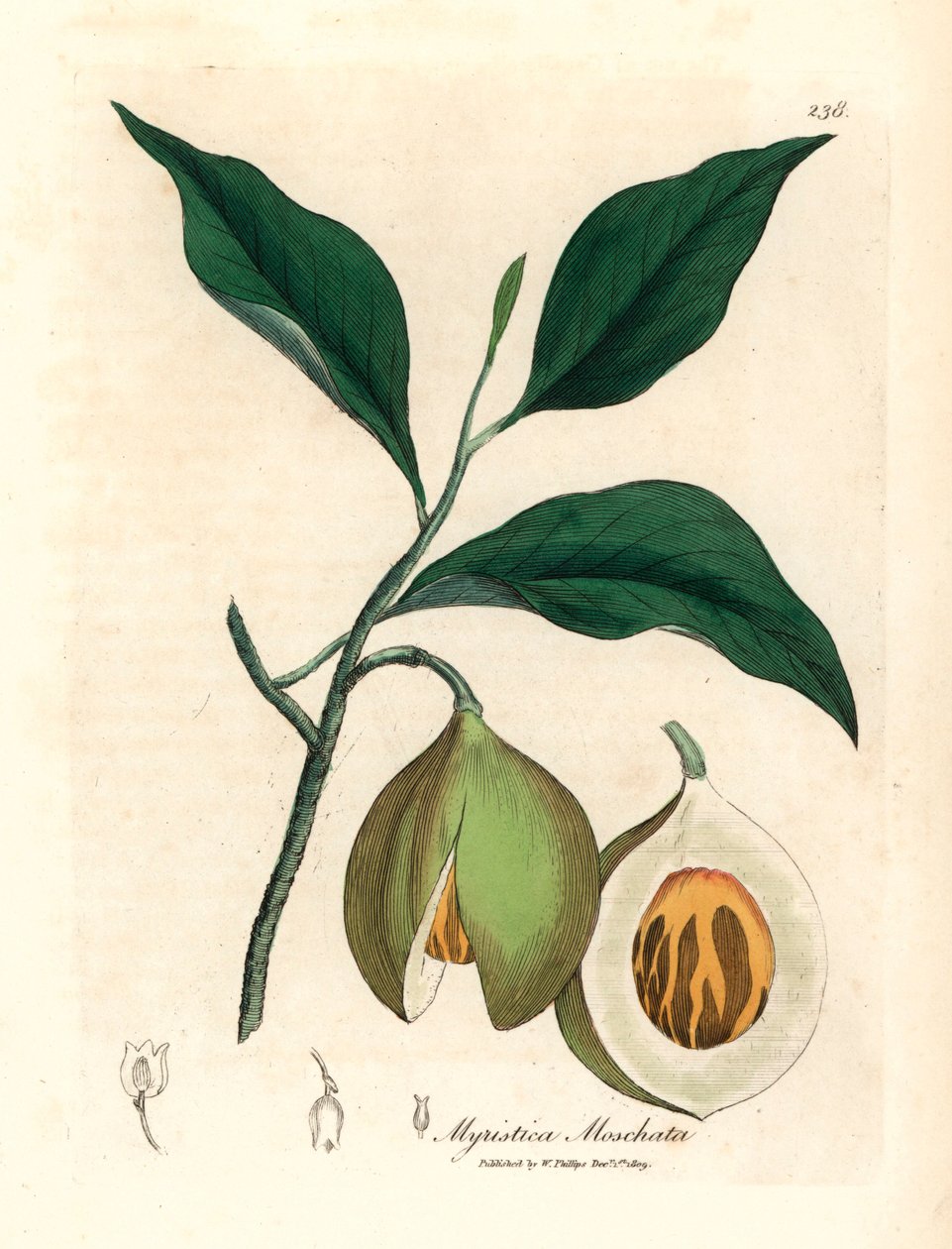 Noce moscata e macis, Myristica moschata, Myristica fragrans, da un