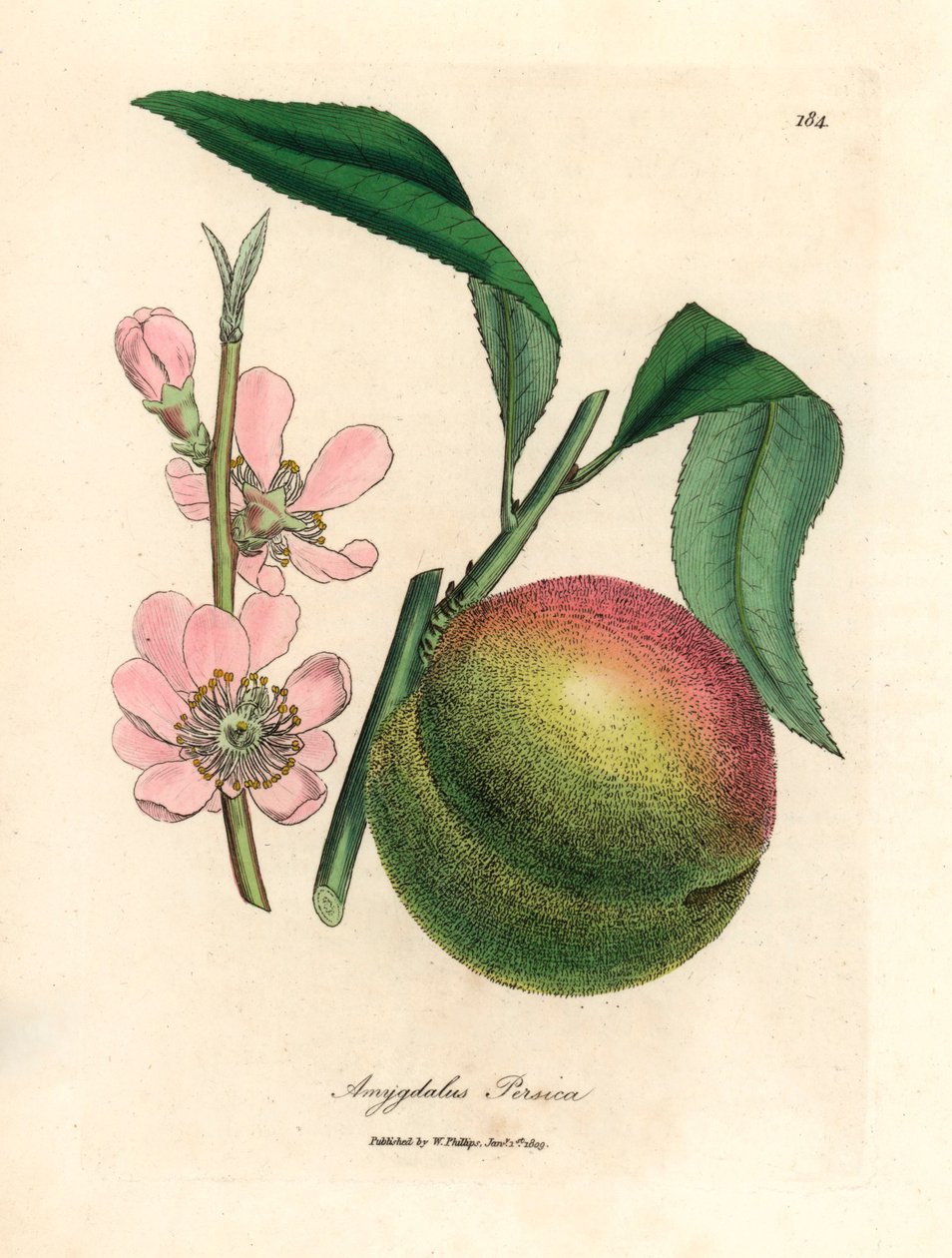 Pesco con frutto maturo e fiore rosa, Amygdalus persica, da un