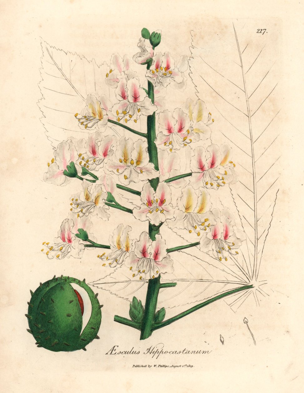 Fiori rosa e frutti dell