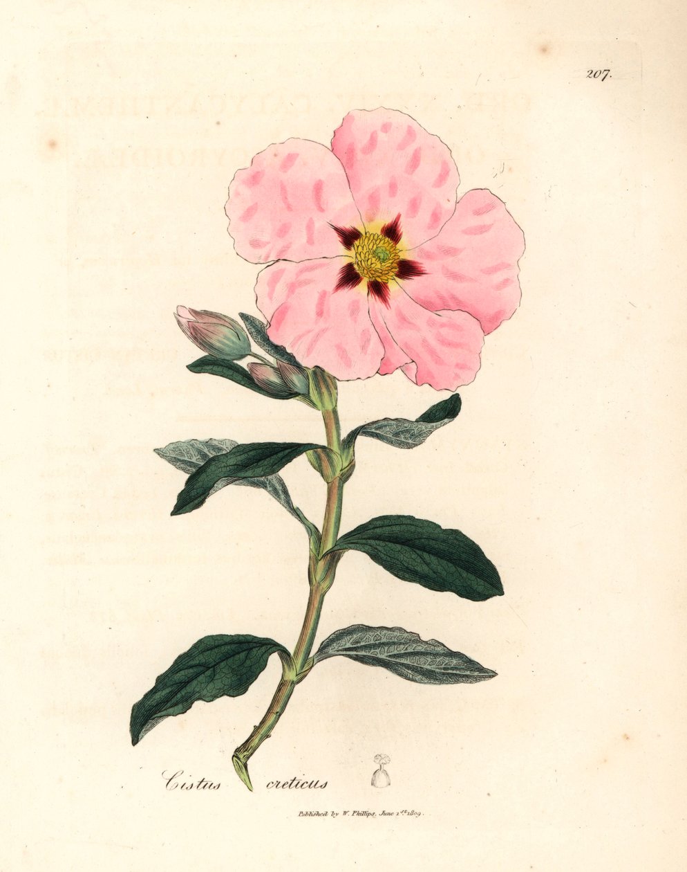 Cisto cretico a fiori rosa, Cistus creticus, da un
