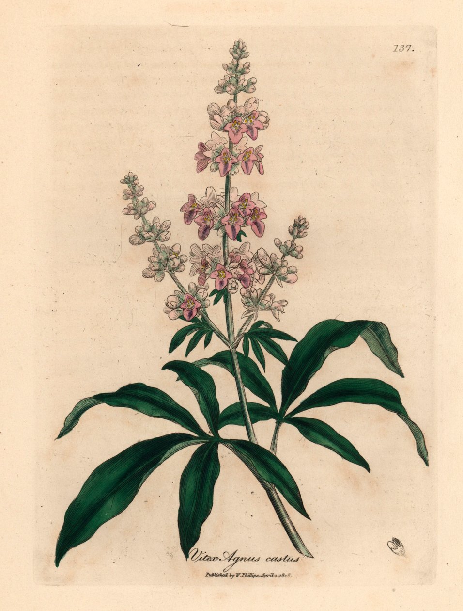Albero casto a fiori rosa, Vitex agnus castus, da un