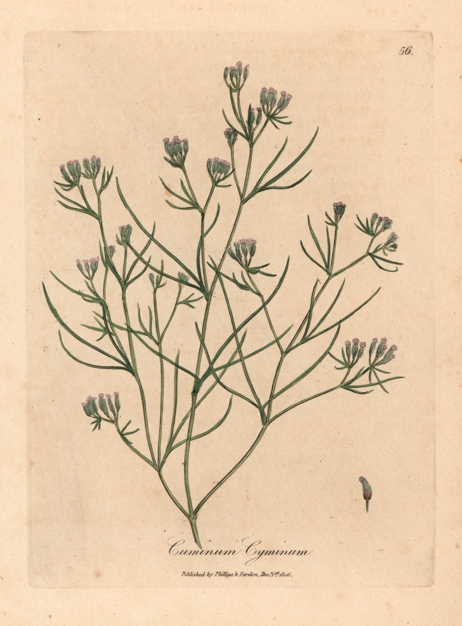 Cumino a fiore rosa, Cuminum cyminum, da un