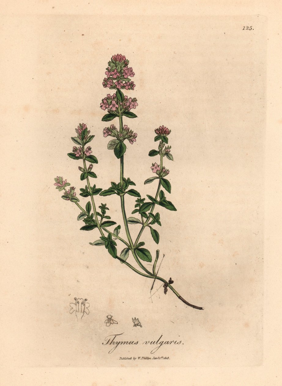 Timo da giardino a fiori rosa, Thymus vulgaris, da un