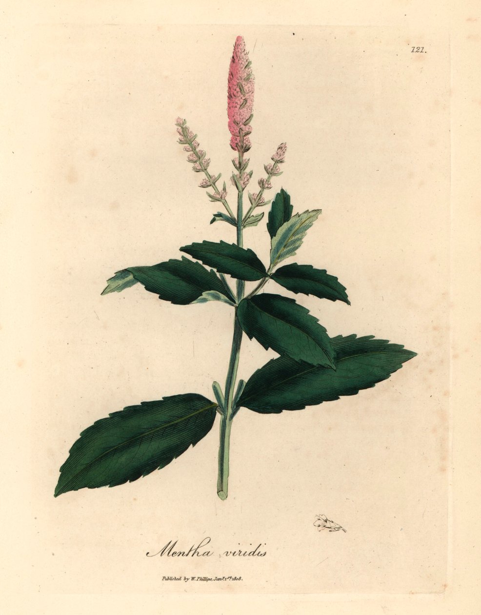 Menta verde a fiori rosa, Mentha viridis, da un