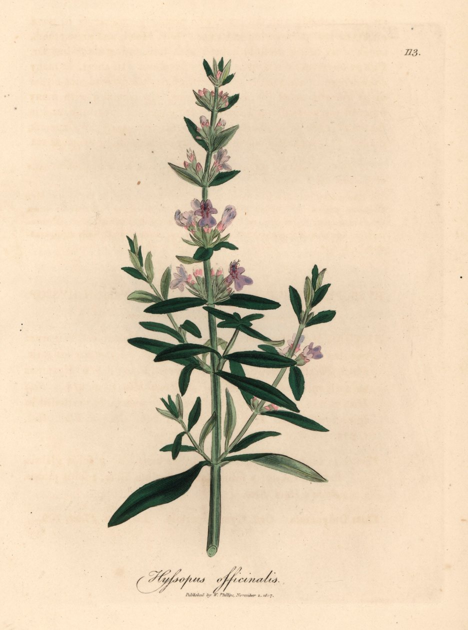 Issopo a fiori viola, Hyssopus officinalis, da un