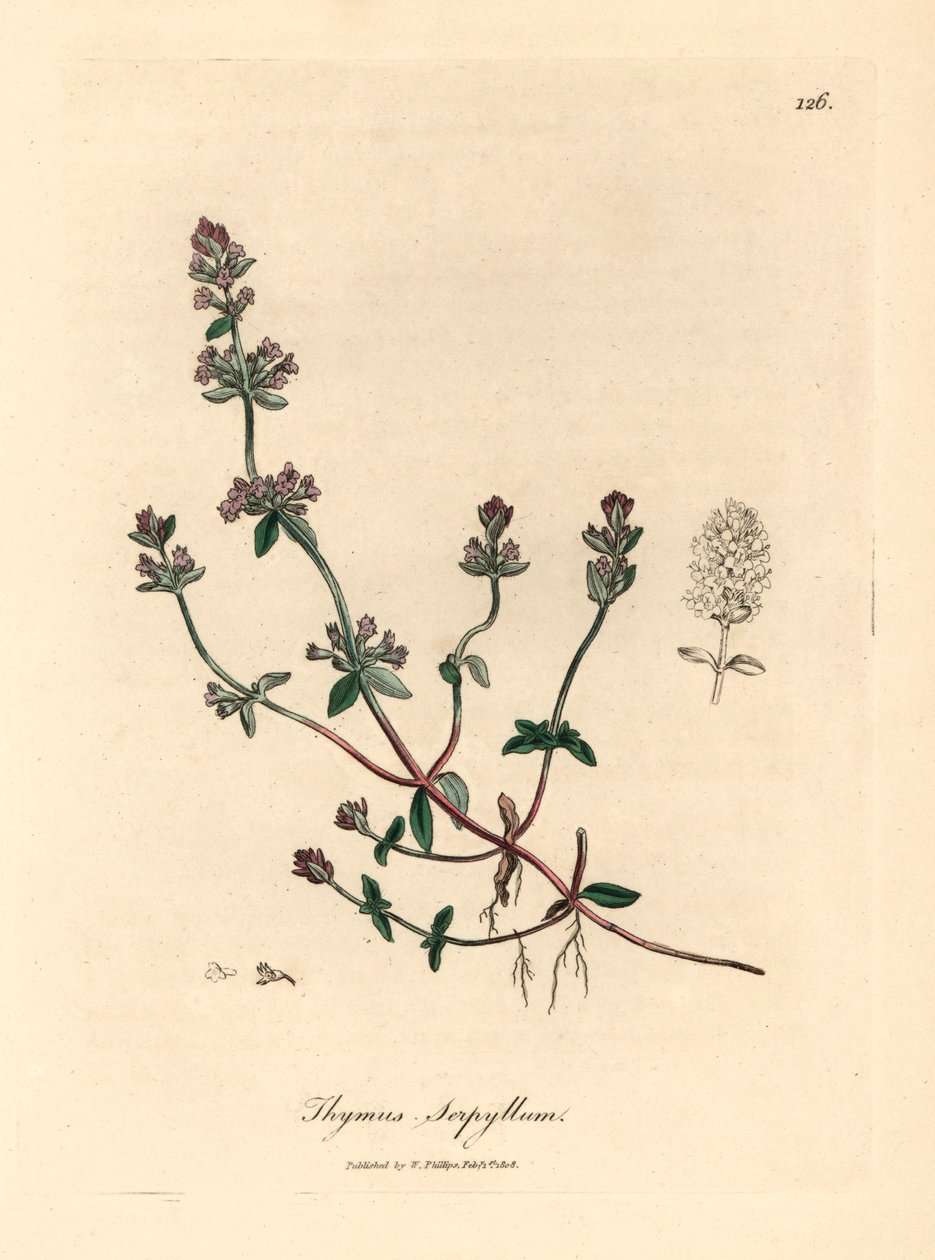 Timo selvatico a fiore viola, Thymus serpyllum, da un
