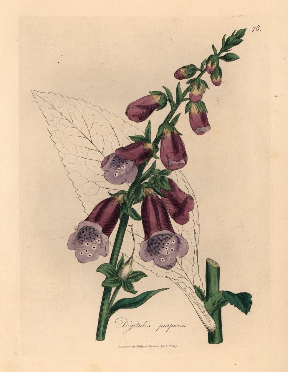 Digitale purpurea, Digitalis purpurea, da un