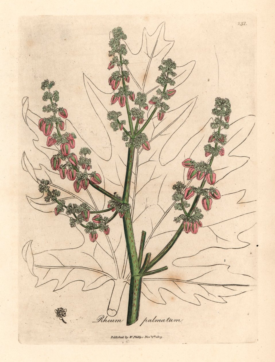 Fiori e steli di rabarbaro, contorno foglia, Rheum palmatum, da un