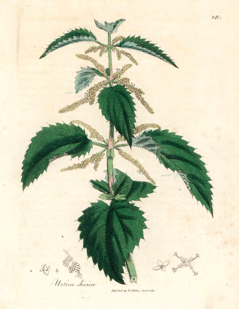 Ortica, Urtica dioica, da un
