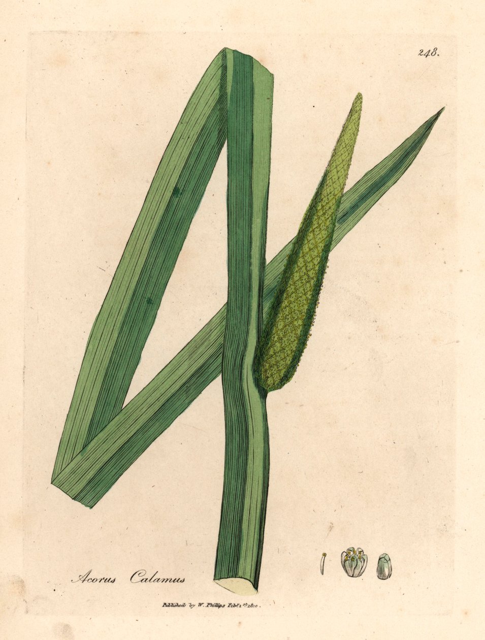 Calamo aromatico, Acorus calamus, da un