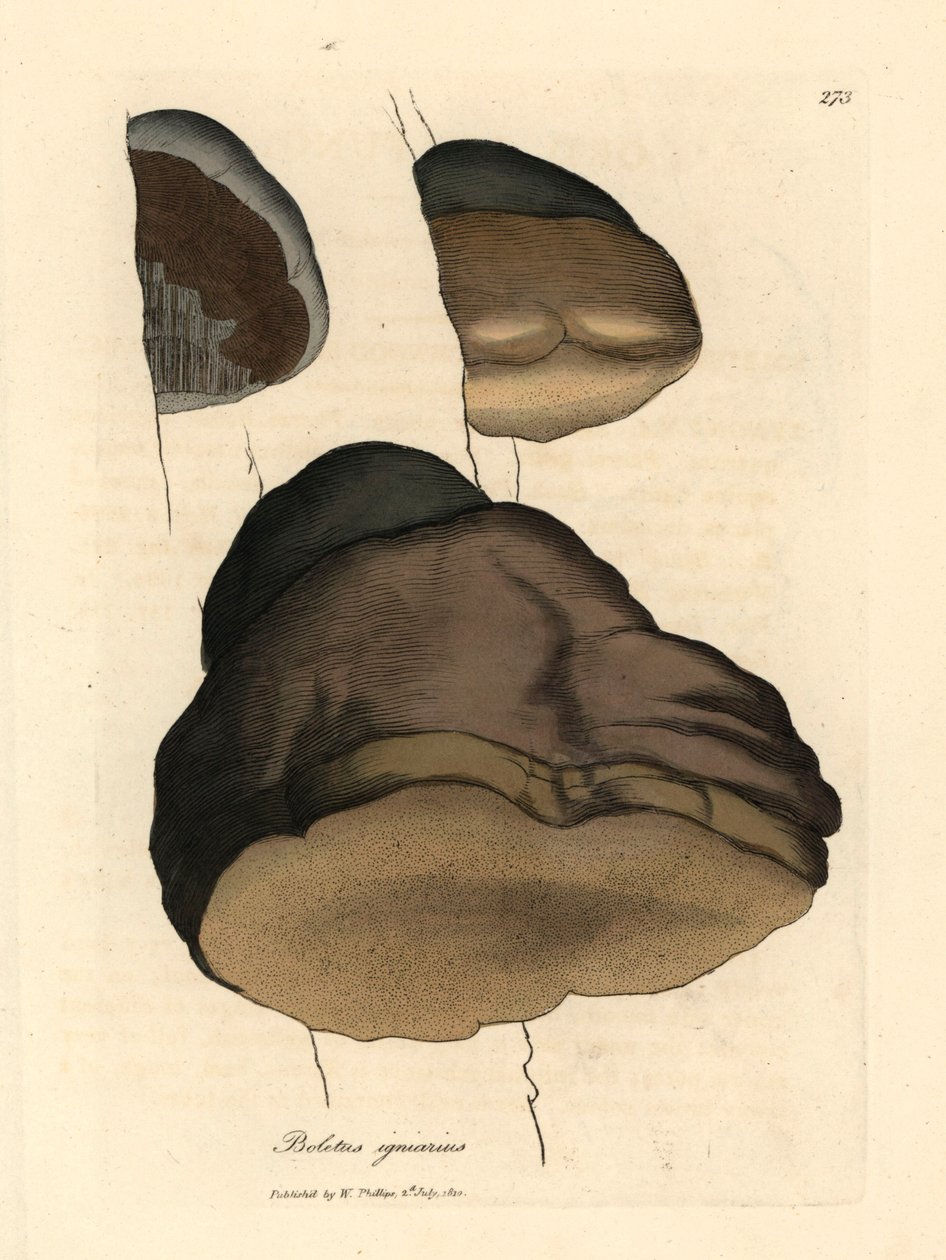 Boletus igniarius, da un