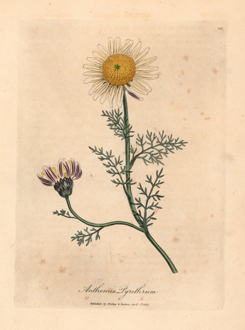Camomilla spagnola a fiore bianco e giallo, Anthemis pyrethrum, da un