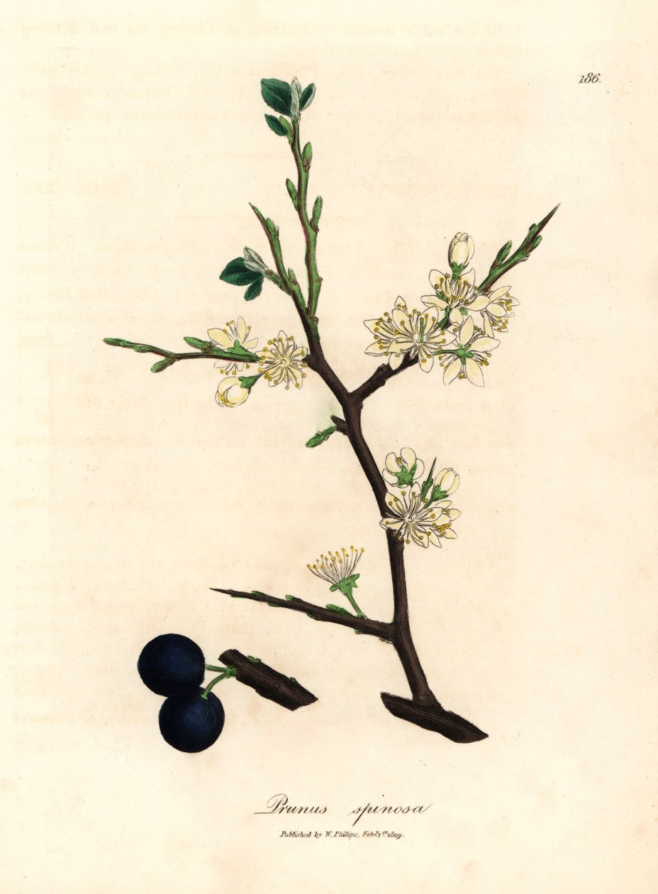 Fiori bianchi e bacche blu del prugnolo, Prunus spinosa, da un
