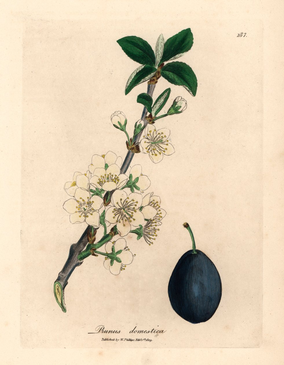 Fiori bianchi e frutti del prugno, Prunus domestica, da un