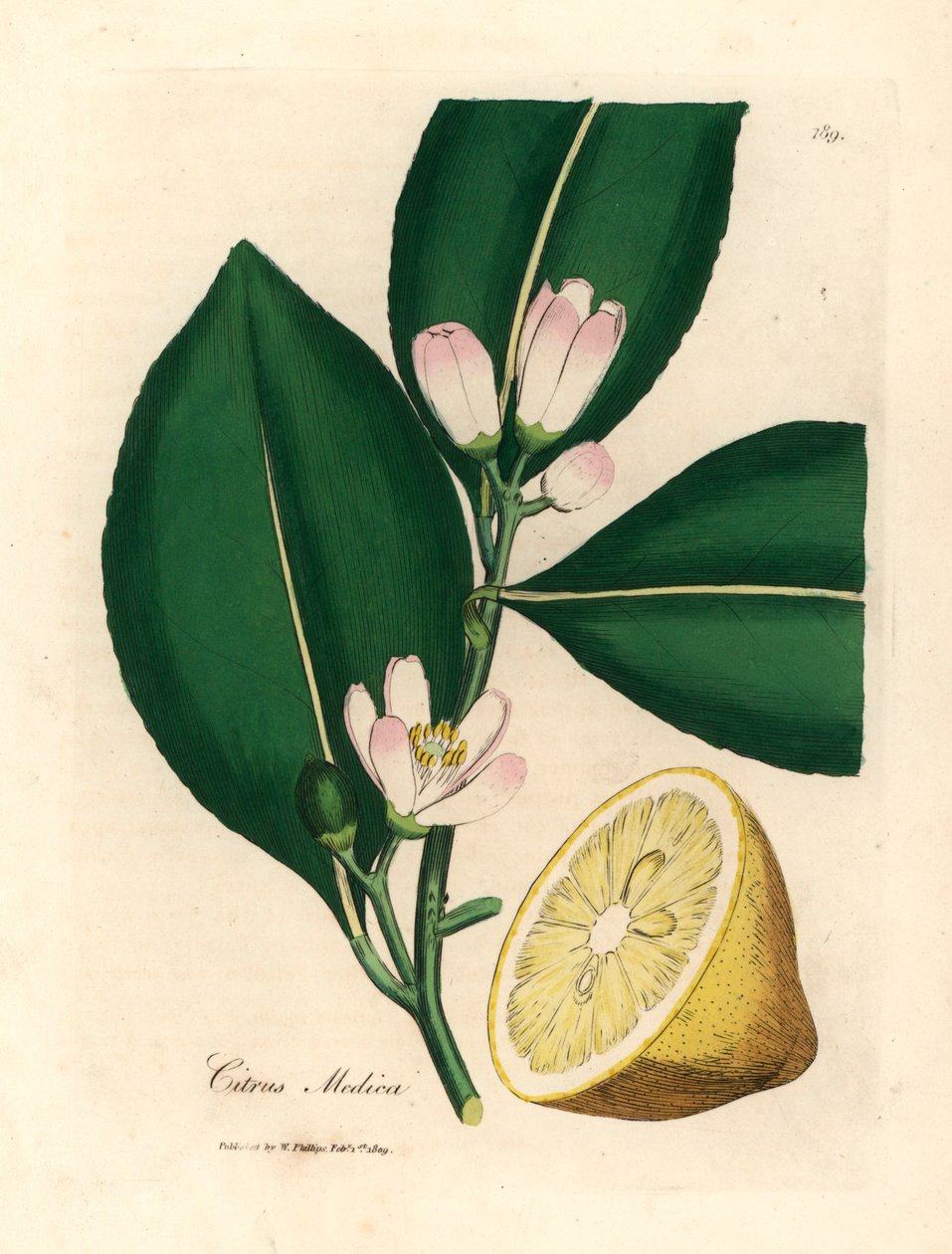 Fiore bianco e segmento di frutto maturo del limone, Citrus medica, da un