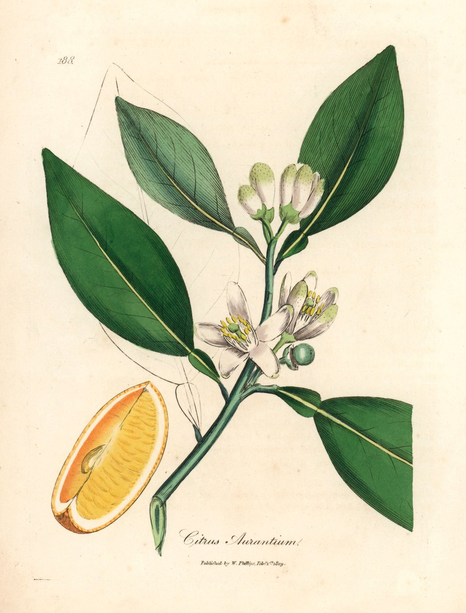 Fiori bianchi e frutti maturi dell