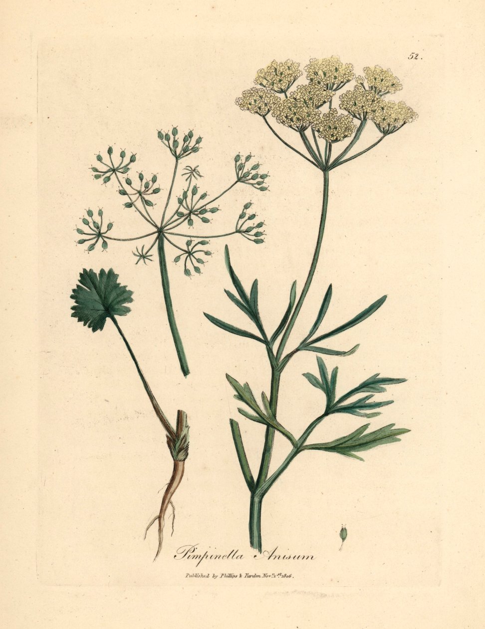 Anice a fiore bianco, Pimpinella anisum, da un