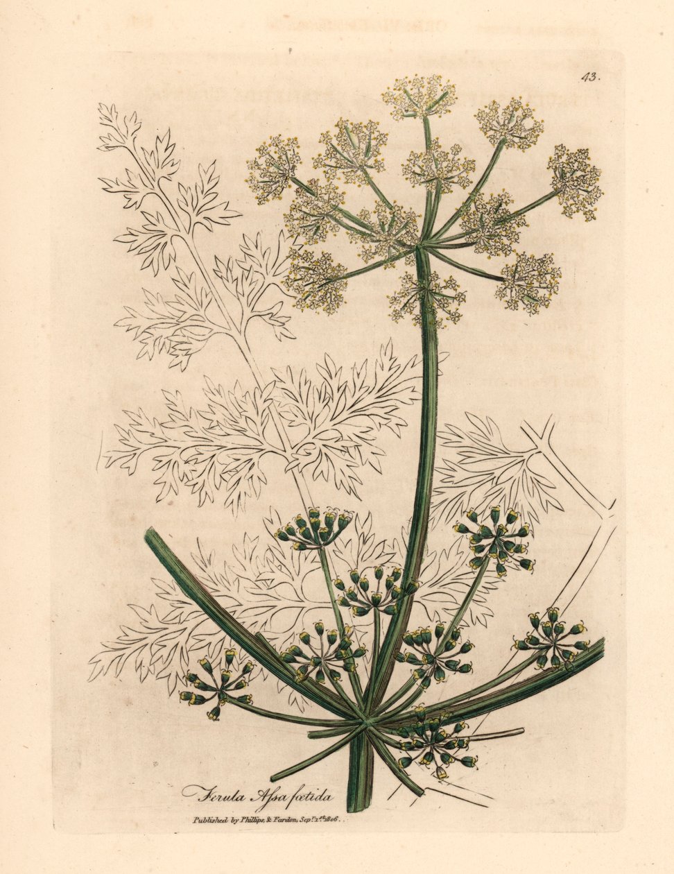 Finocchio gigante a fiori bianchi, Ferula assafoetida, da un