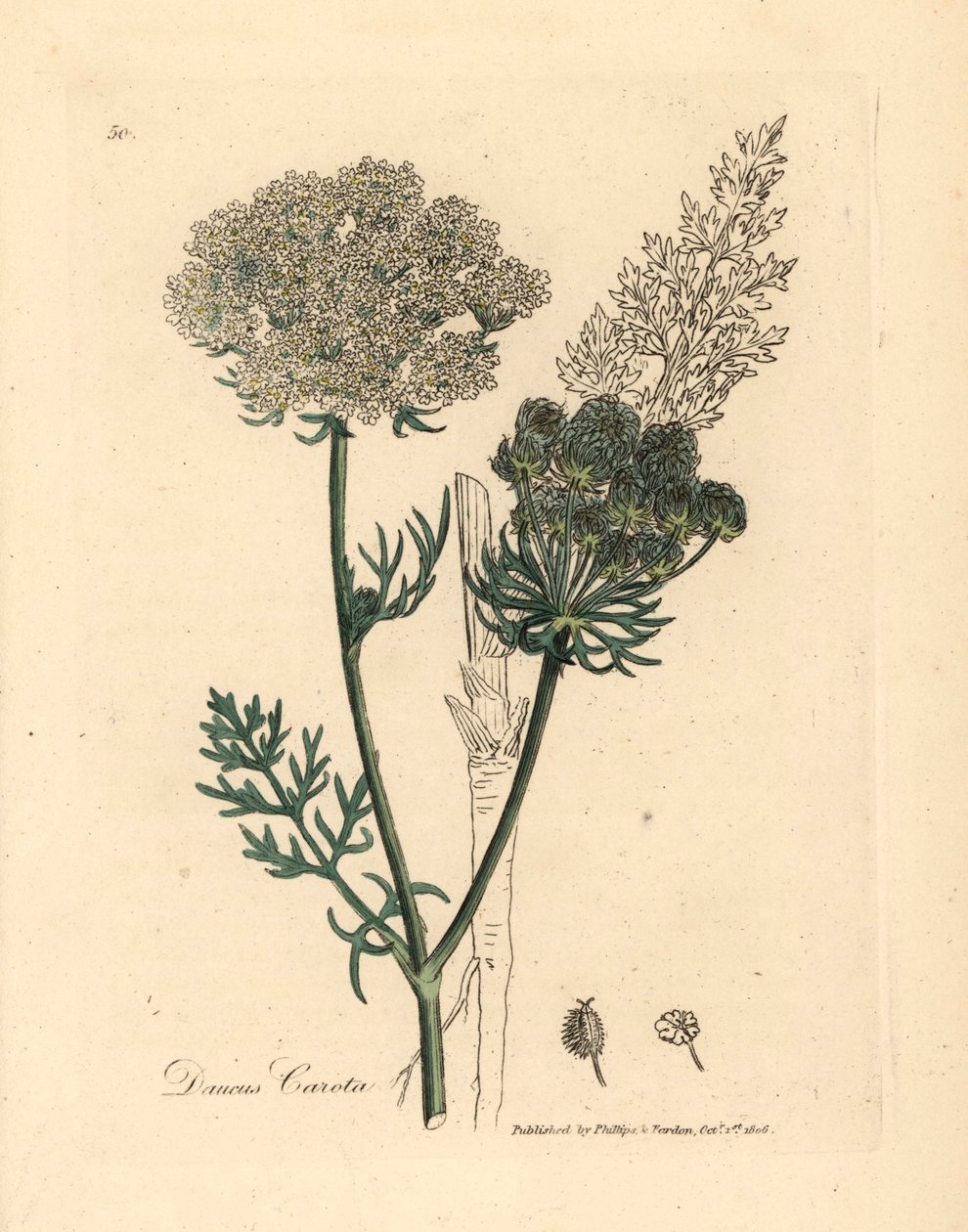 Carota selvatica a fiore bianco, Daucus carota, da un
