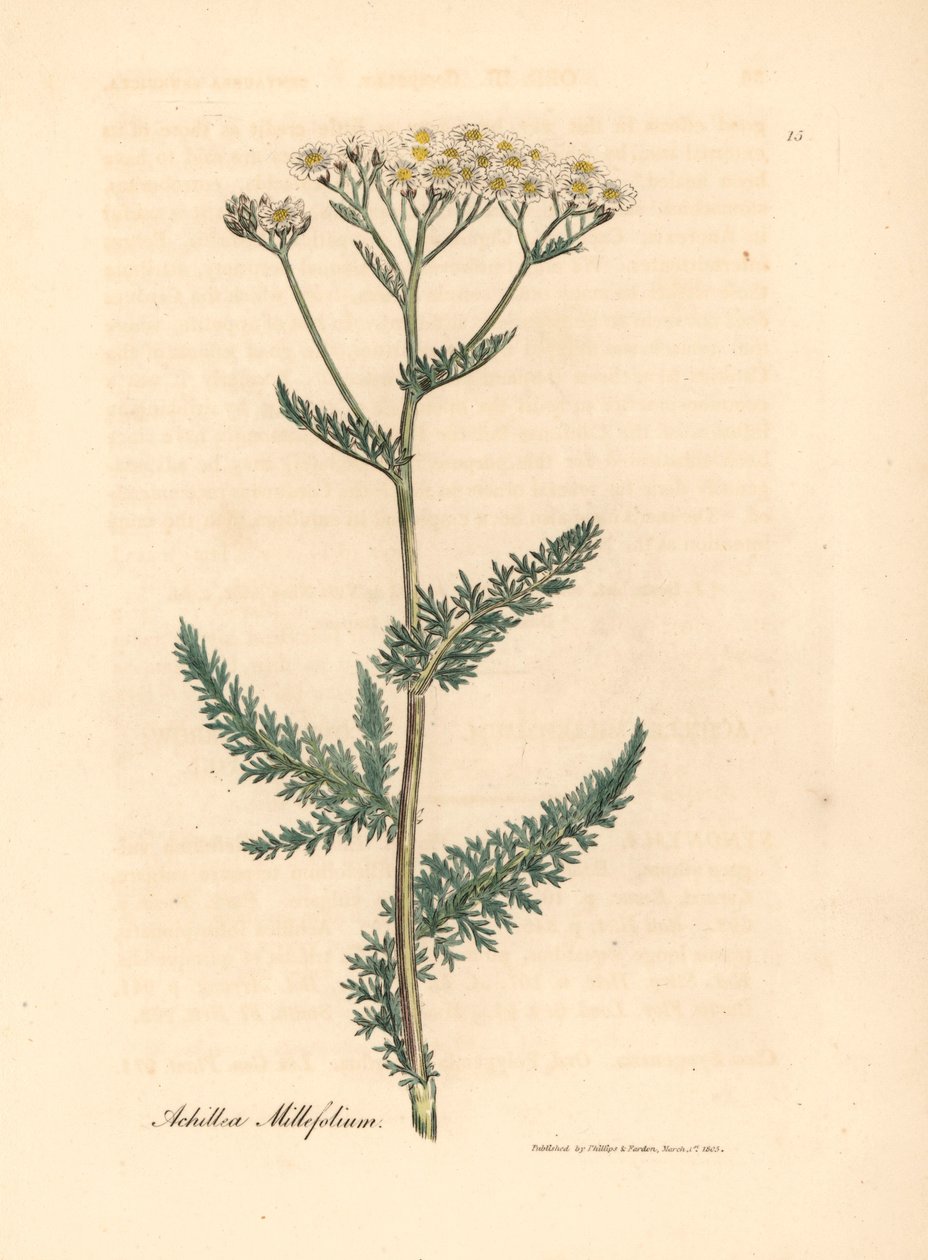 Achillea millefolium a fiori bianchi, da un