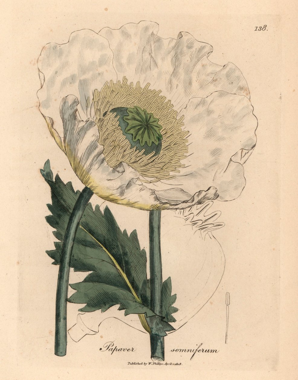 Papavero bianco, Papaver somniferum, da un