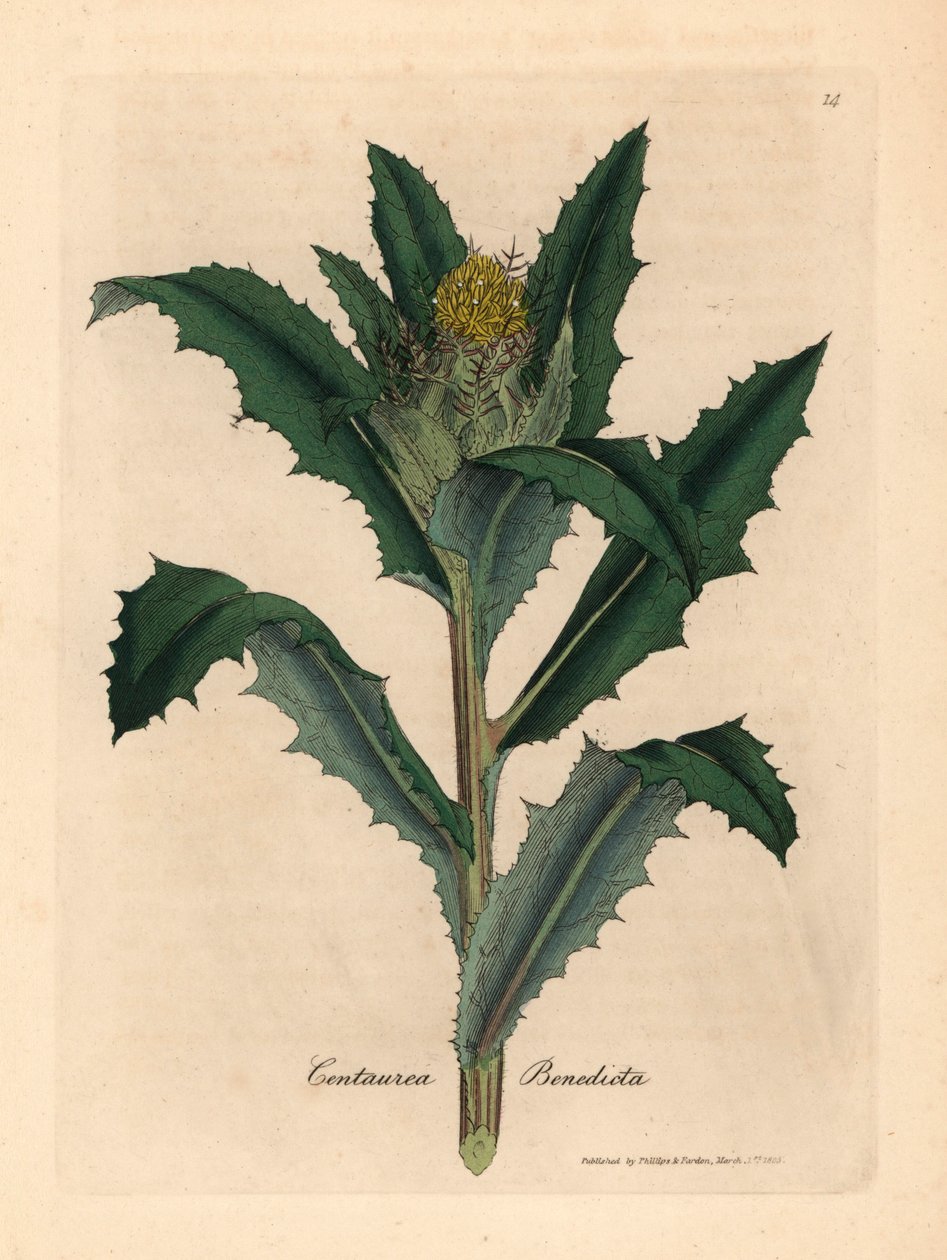 Cardo benedetto a fiori gialli, Centaurea benedicta, da un