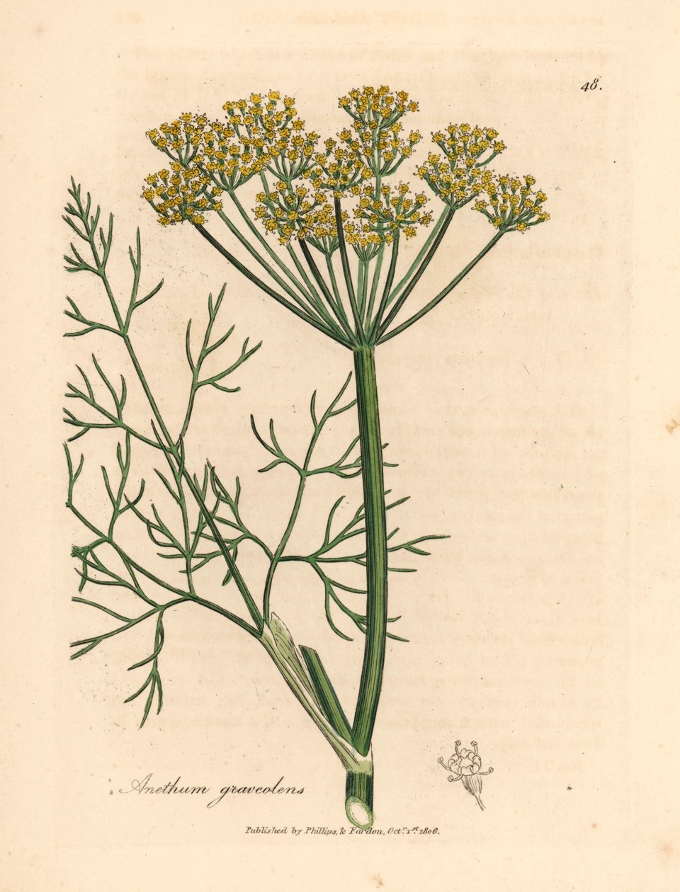 Aneto a fiore giallo, Anethum graveolens, da un
