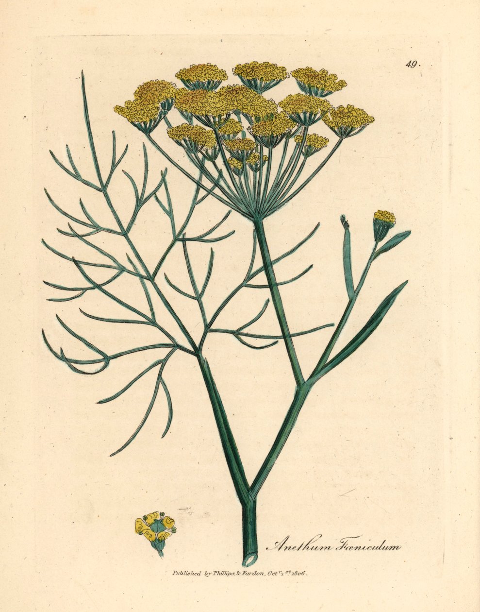 Finocchio a fiori gialli, Anethum foeniculum, da un