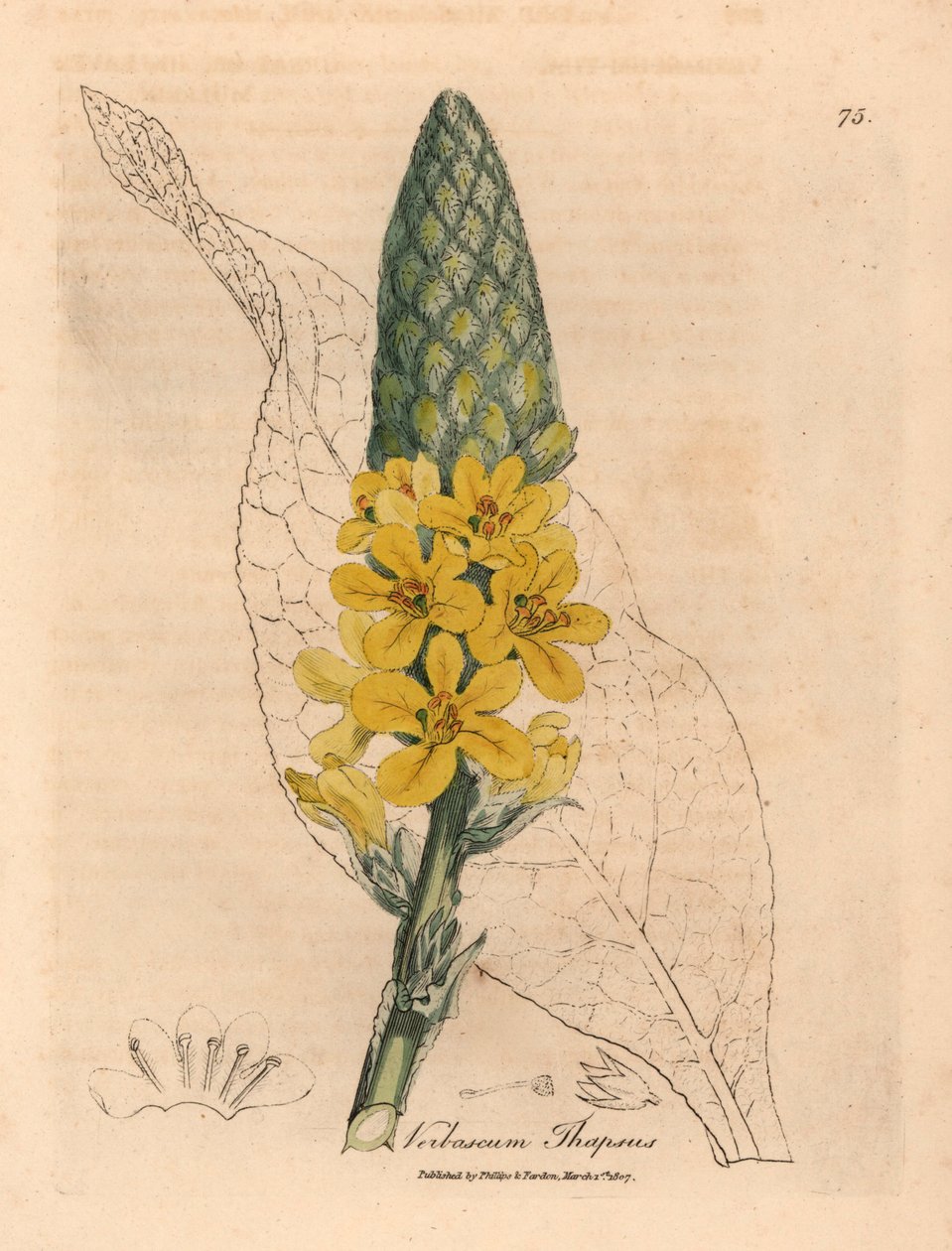 Verbasco a foglie larghe e fiori gialli, Verbascum thapsus, da un