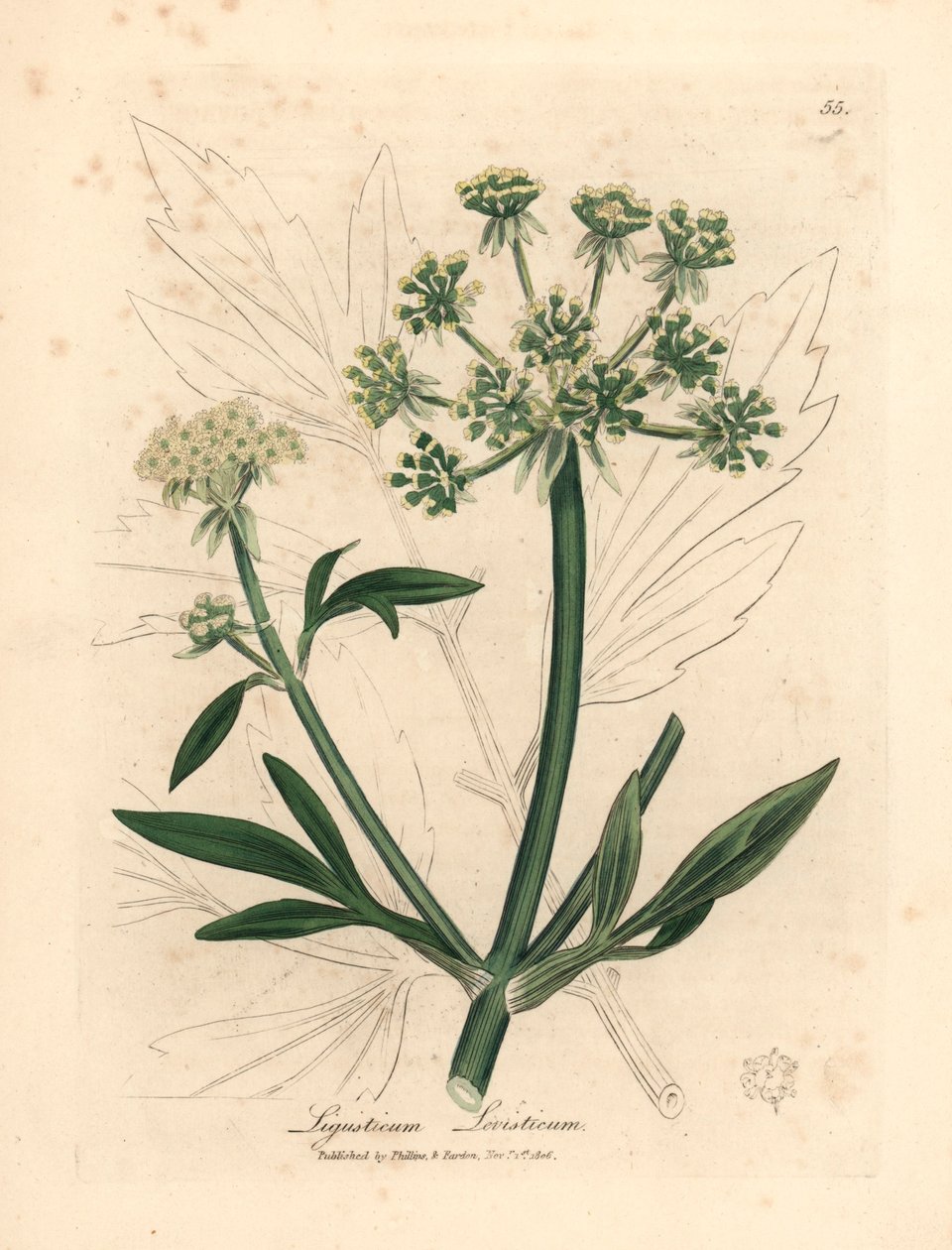 Levistico dai fiori gialli, Ligusticum levisticum, da un