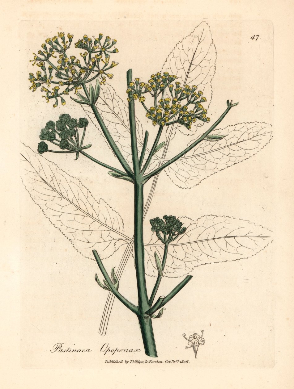 Opopanax a fiori gialli o pastinaca ruvida, Pastinaca opopanax, da un