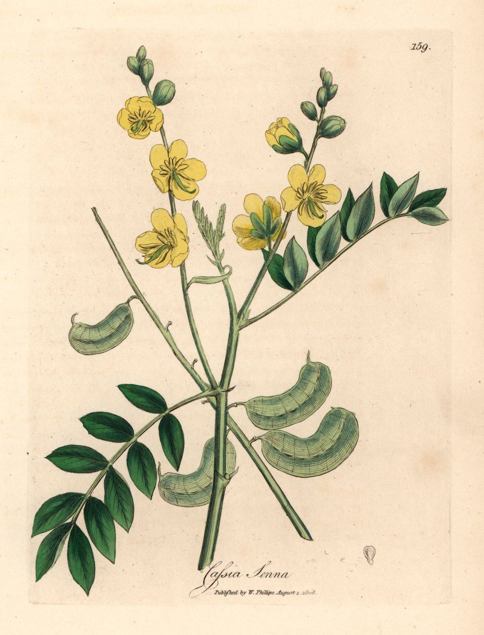 Senna a fiore giallo o cassia egiziana con baccelli, Cassia senna, da un