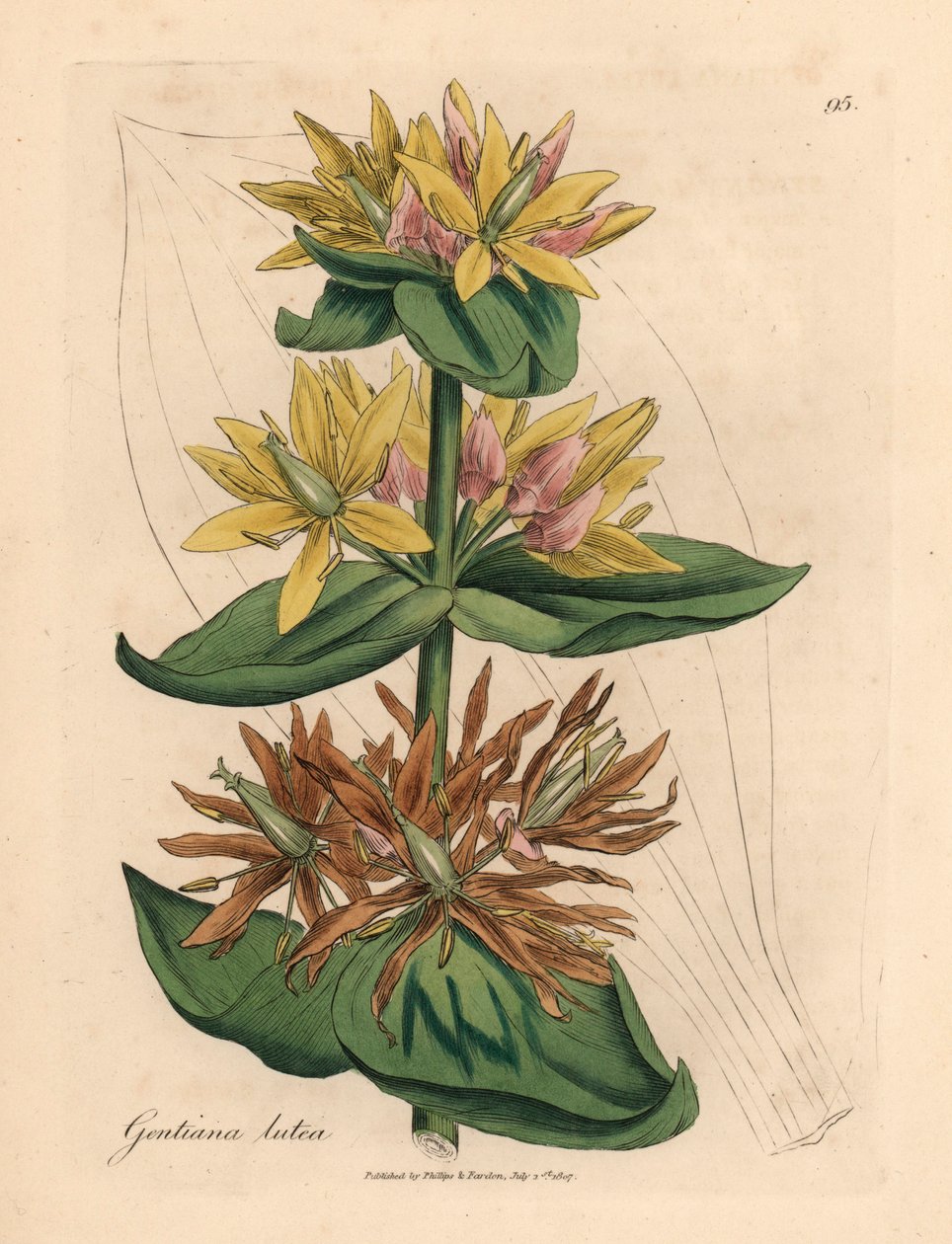 Genziana gialla, Gentiana lutea, da un