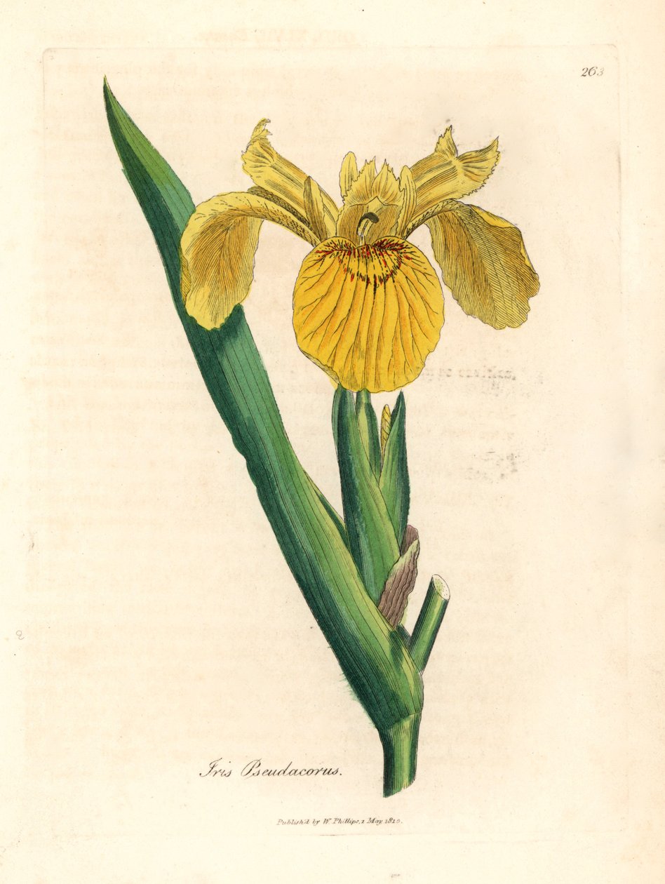 Bandiera d