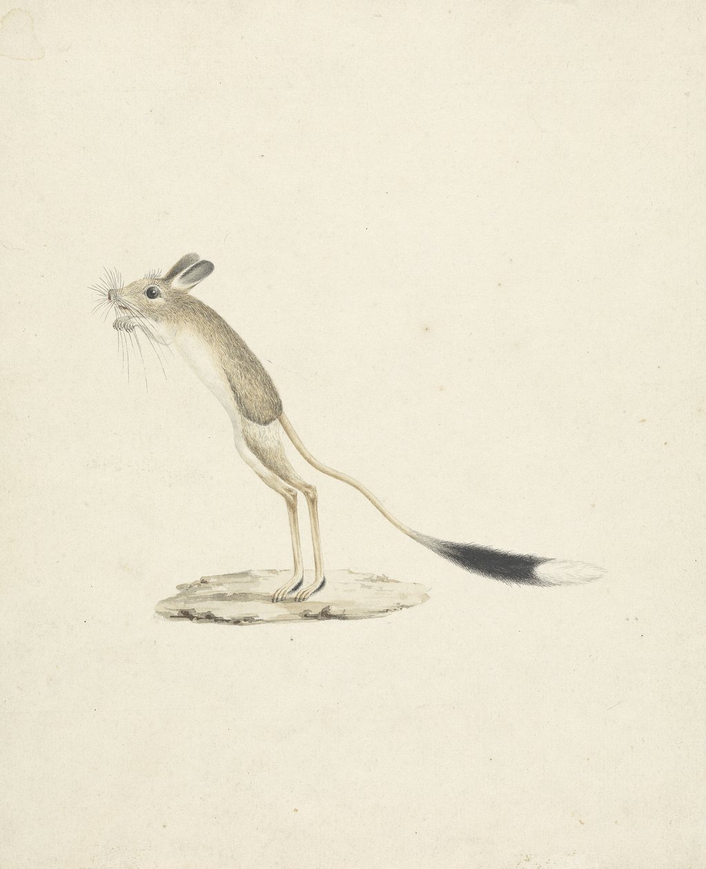Jerboa n. 4 da James 1730 94 Bruce