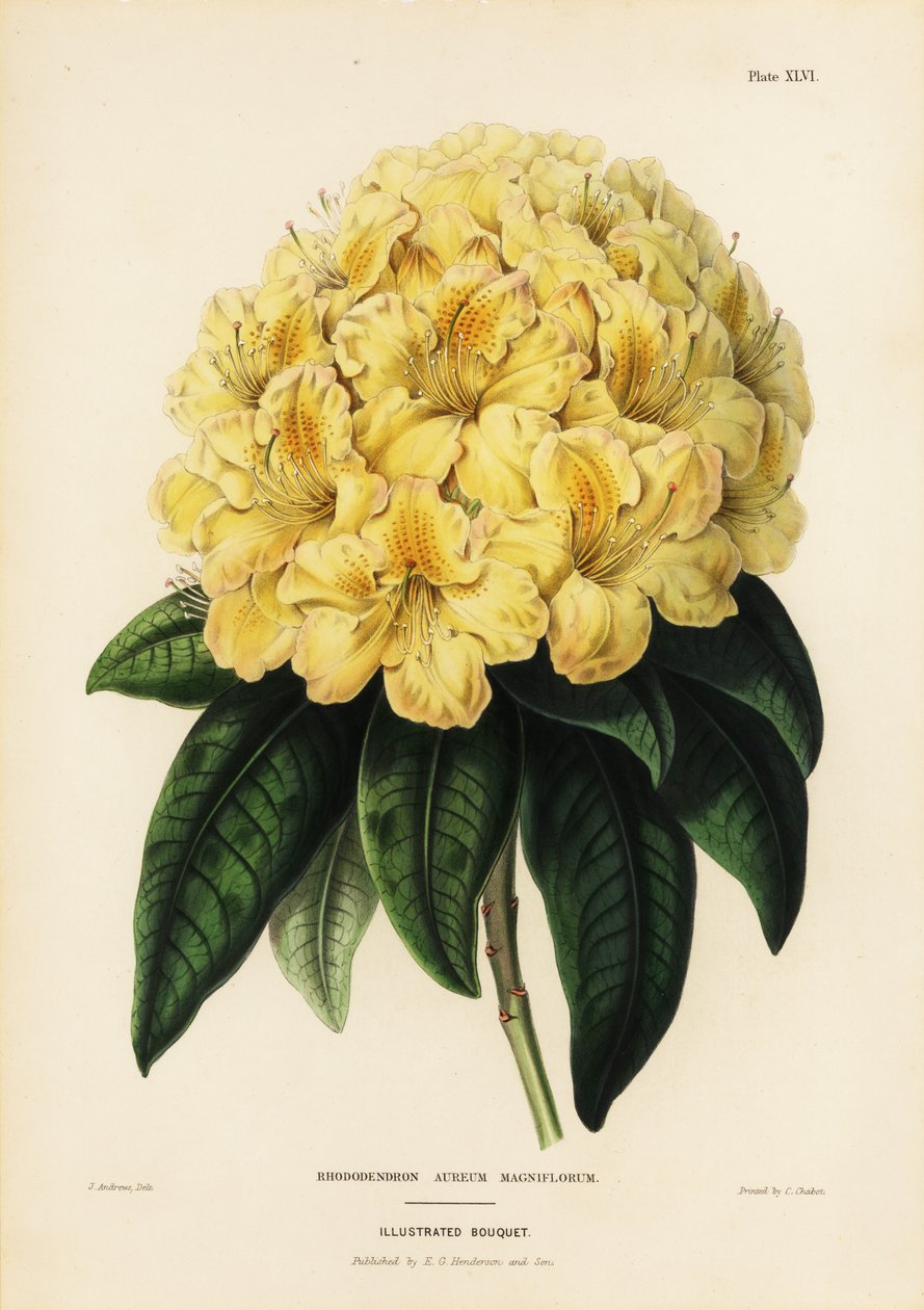 Rododendro dorato, Rhodendron aureum magniflorum da James Andrews